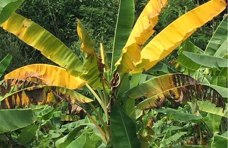 La fusariose du bananier Foc TR4 | DAAF Martinique